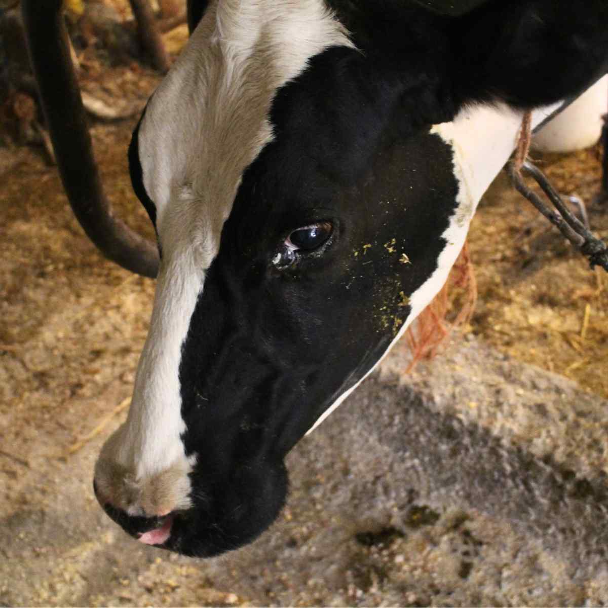 A close up of a cow's head.