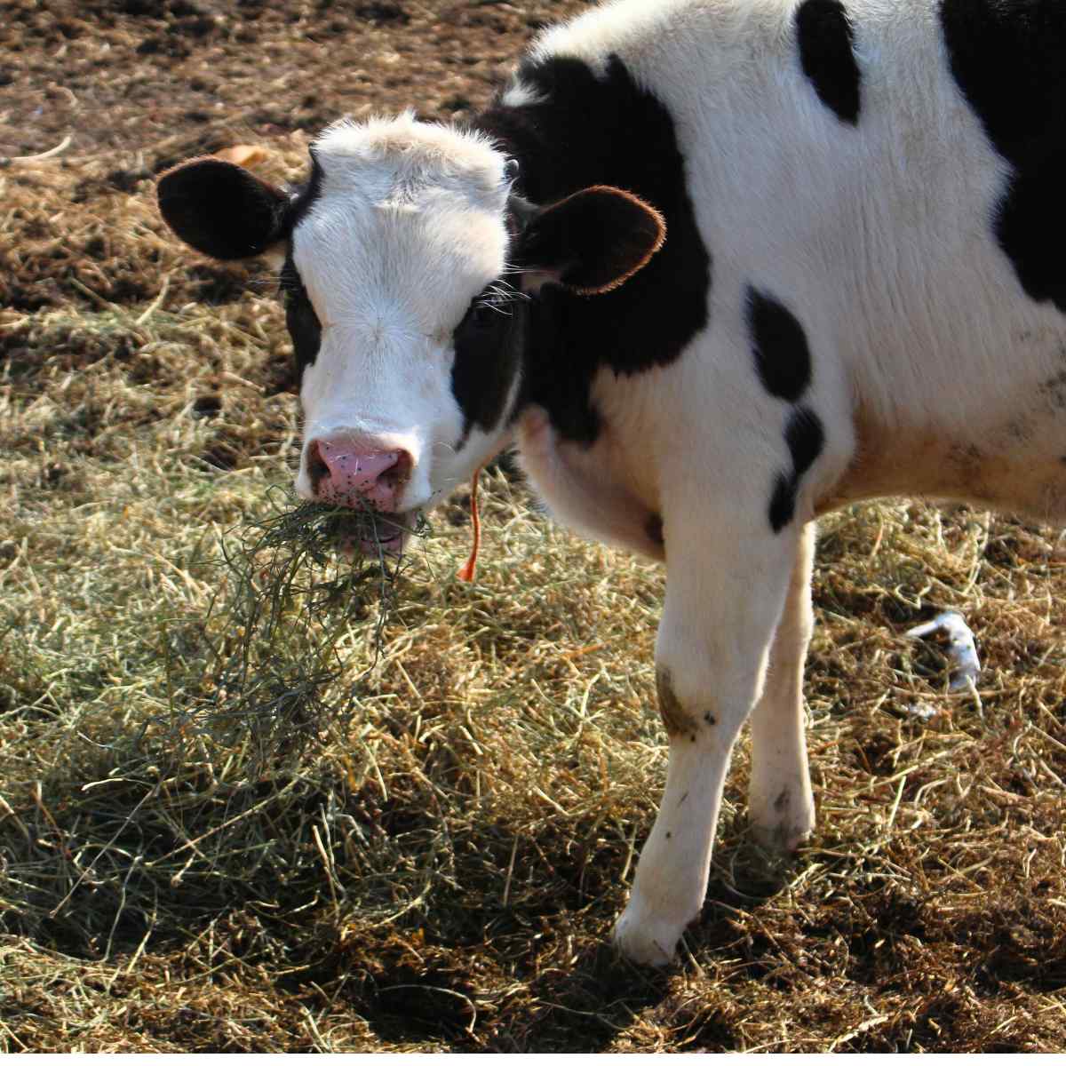A holstein calf standing and eating hay.
