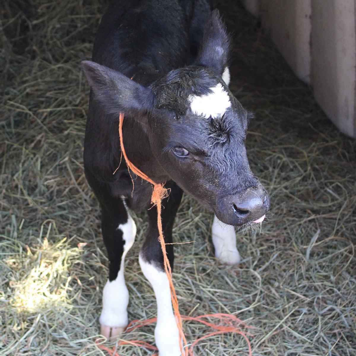 A holstein calf standing in a calf hut.
