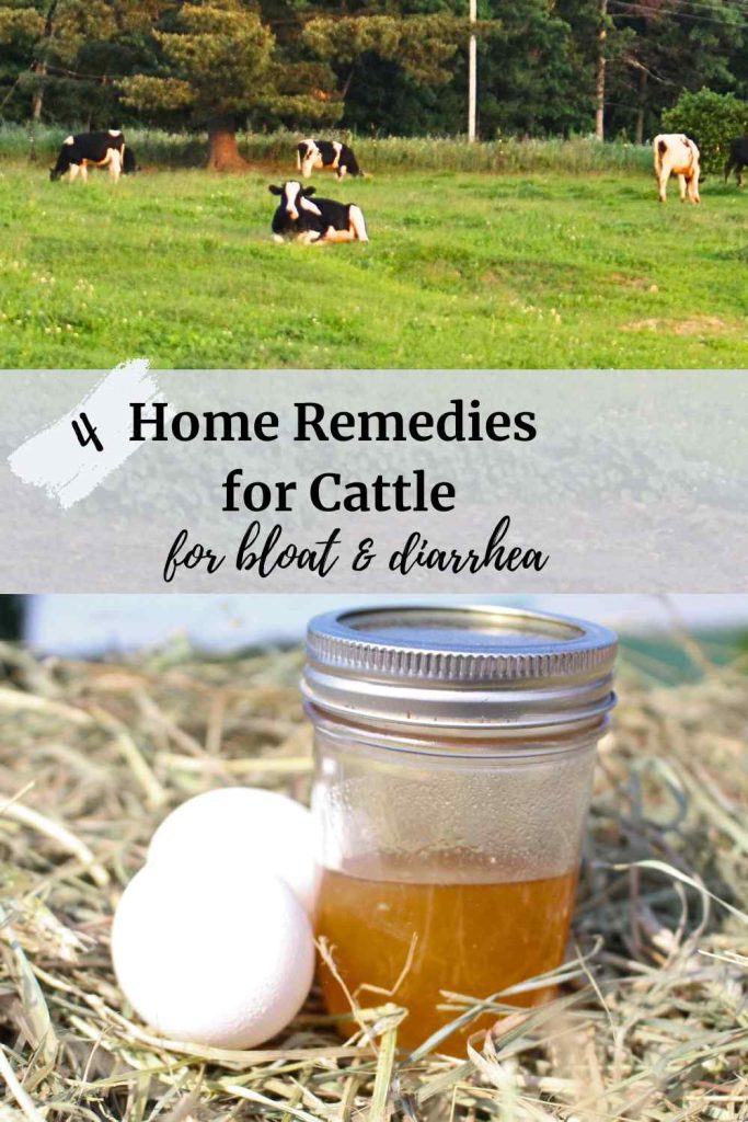 A picture of holstein cows in pasture at the top, with a picture of honey and eggs at the bottom. In the middle is text that says "4 Home Remedies for Cattle for bloat and diarrhea."
