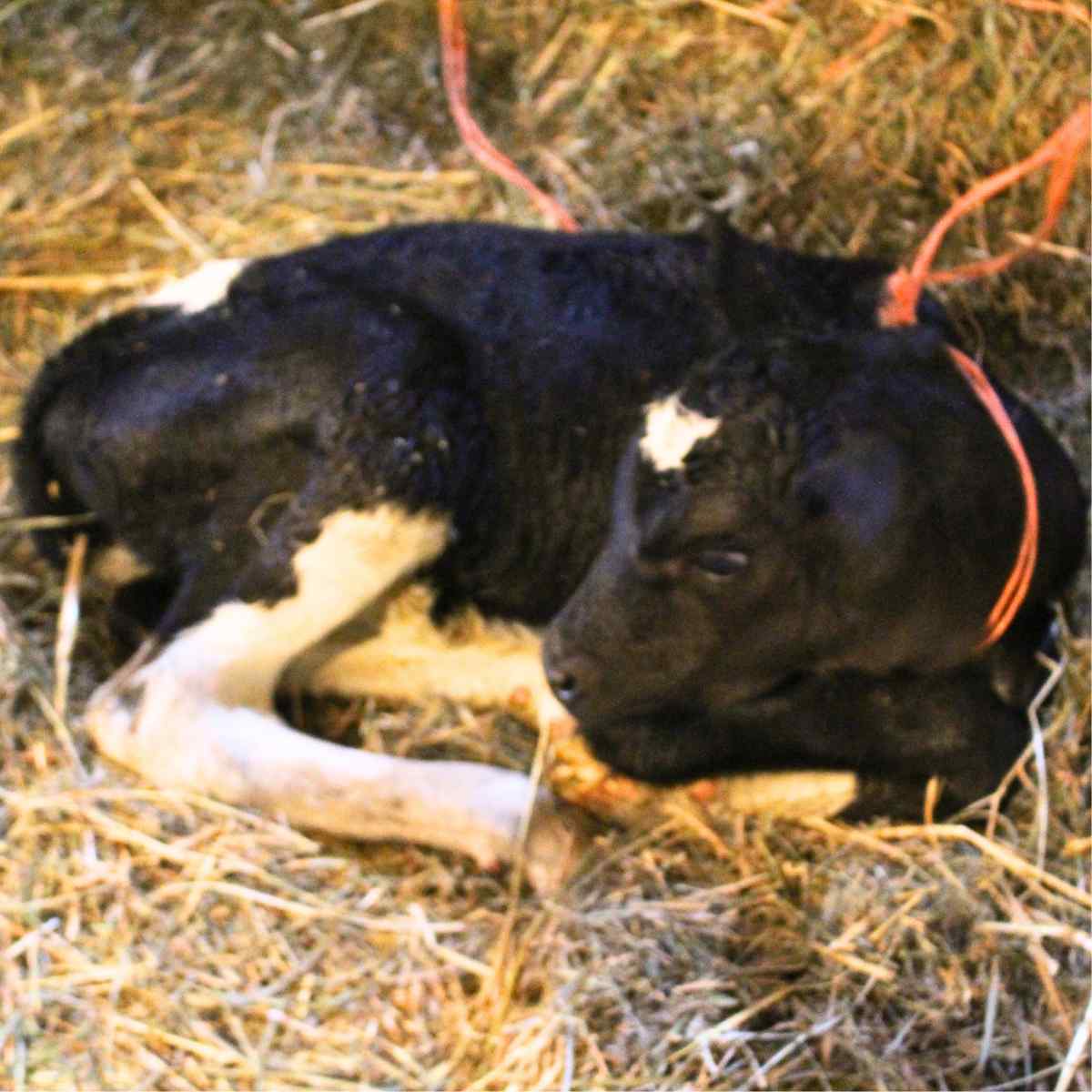 A holstein calf laying in the straw.