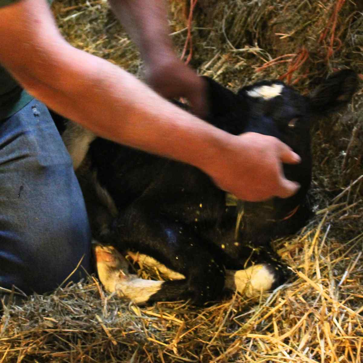 Feeding an egg to a holstein calf while it is laying in the straw.