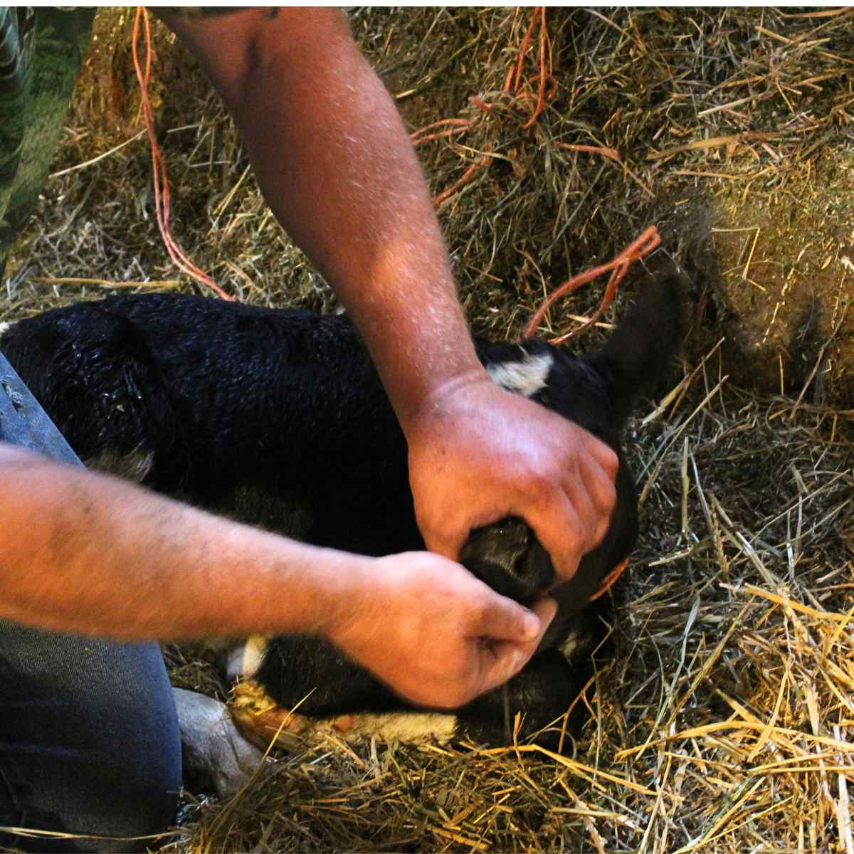 Feeding an egg to a holstein calf laying in the straw. One hand is opening the mouth while the other is holding the egg to put in the calf's mouth.