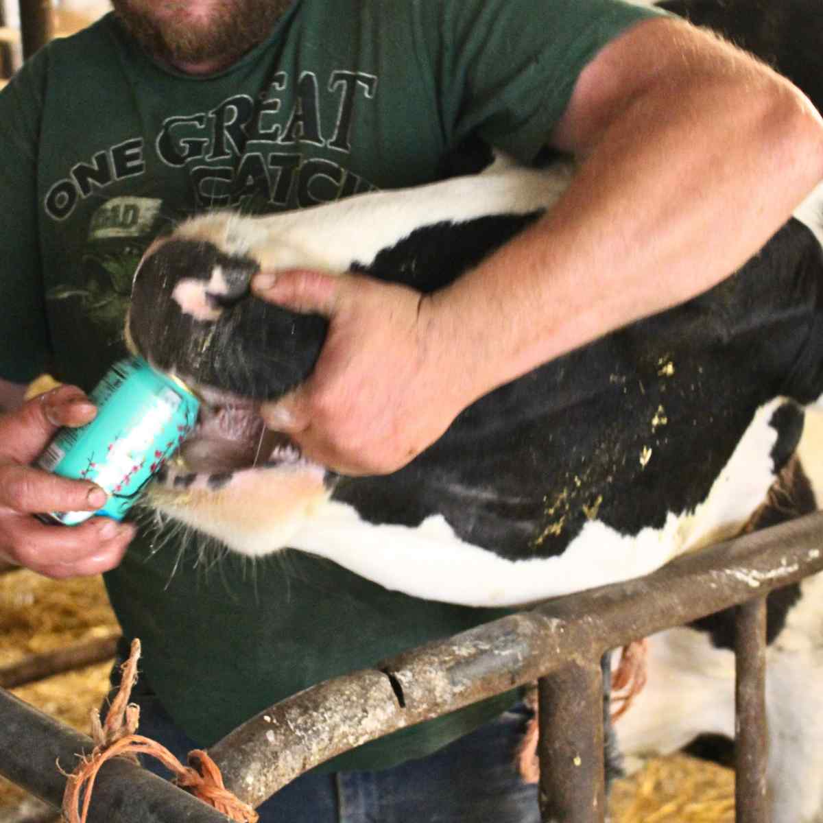 Feeding a holstein cow a can of soda. One arm is opening the mouth while the other is tilting the can in to pour the contents in the cow's mouth.