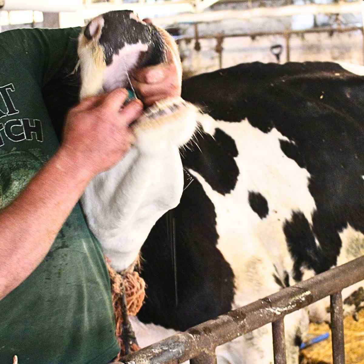Feeding a holstein cow a can of soda. One arm is opening the mouth while the other is tilting the can in to pour the contents in the cow's mouth.