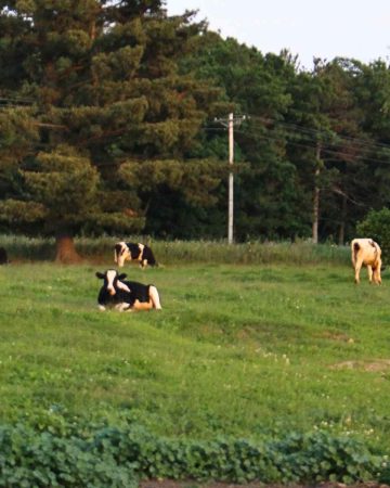 Five holstein cows standing or laying in a pasture.