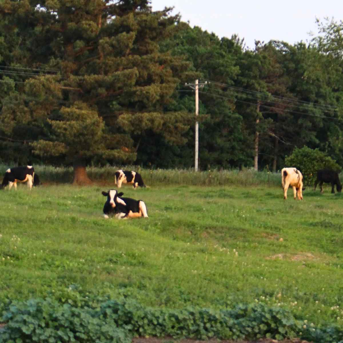 Five holstein cows standing or laying in a pasture.